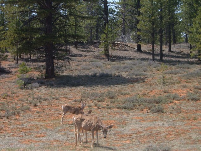 bryce_canyon0006.jpg