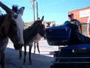 oatman0018.jpg